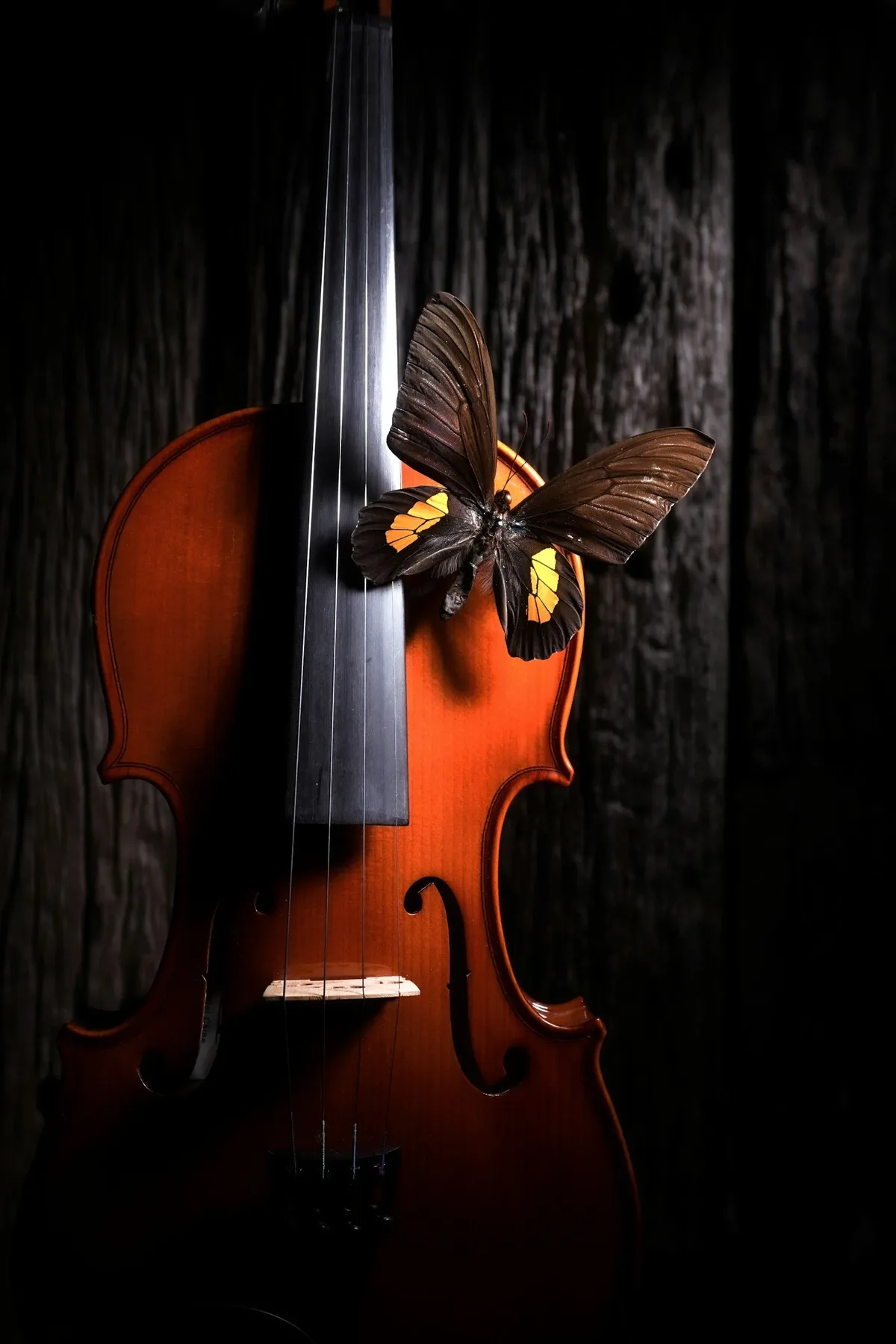 A violin with a butterfly resting on its strings, against dark wood.